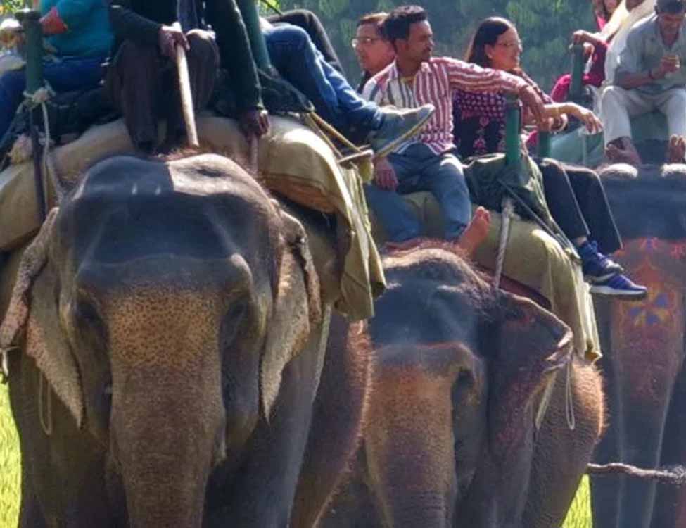 Elephant Safari